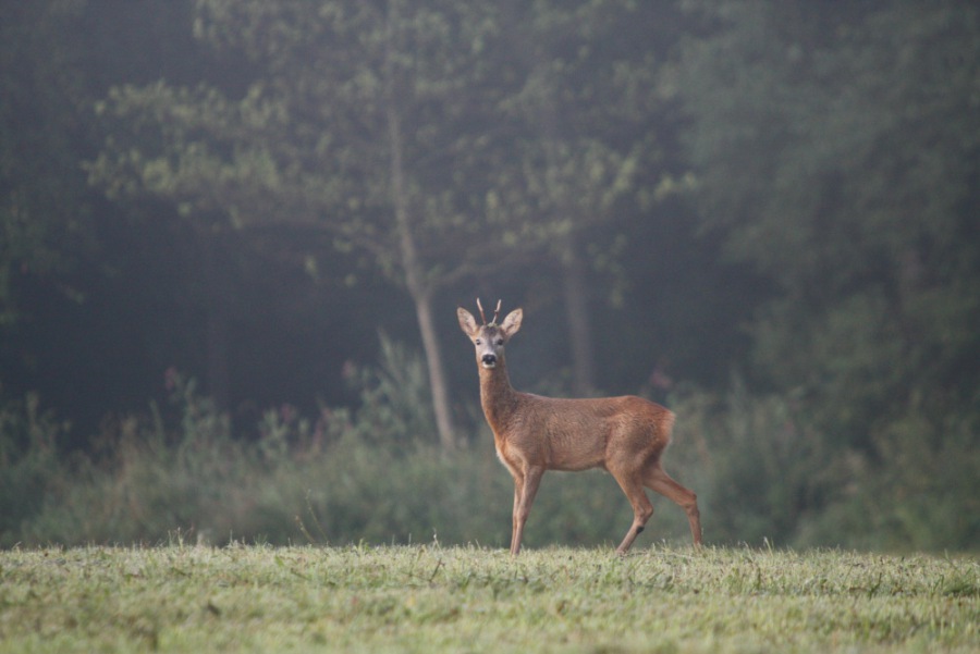 Roe Deer, Roebuck
