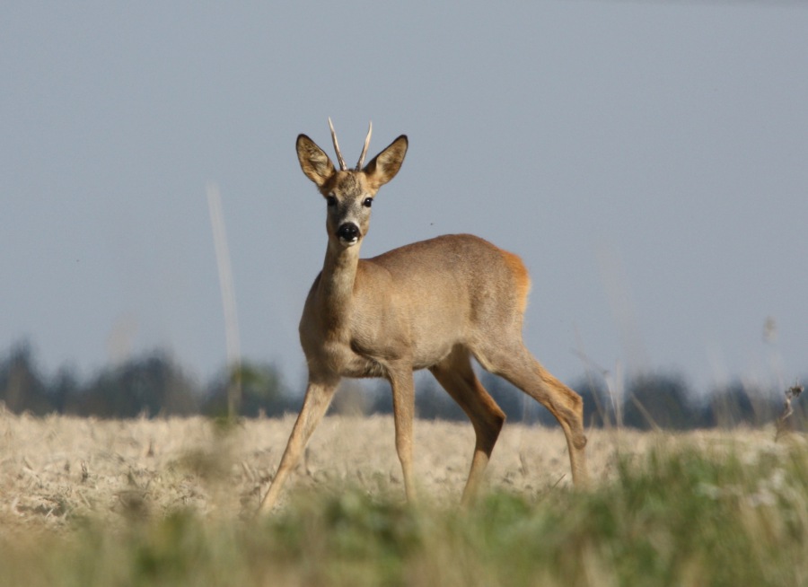 Roe Deer, Roebuck