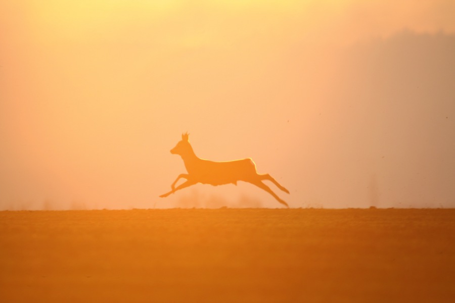 Roe Deer, Roebuck