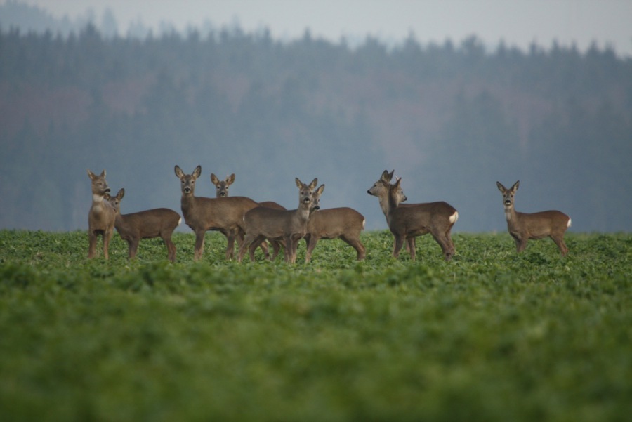 Roe Deer, Roebuck