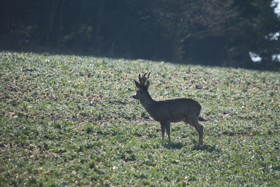 Roe Deer, Roebuck