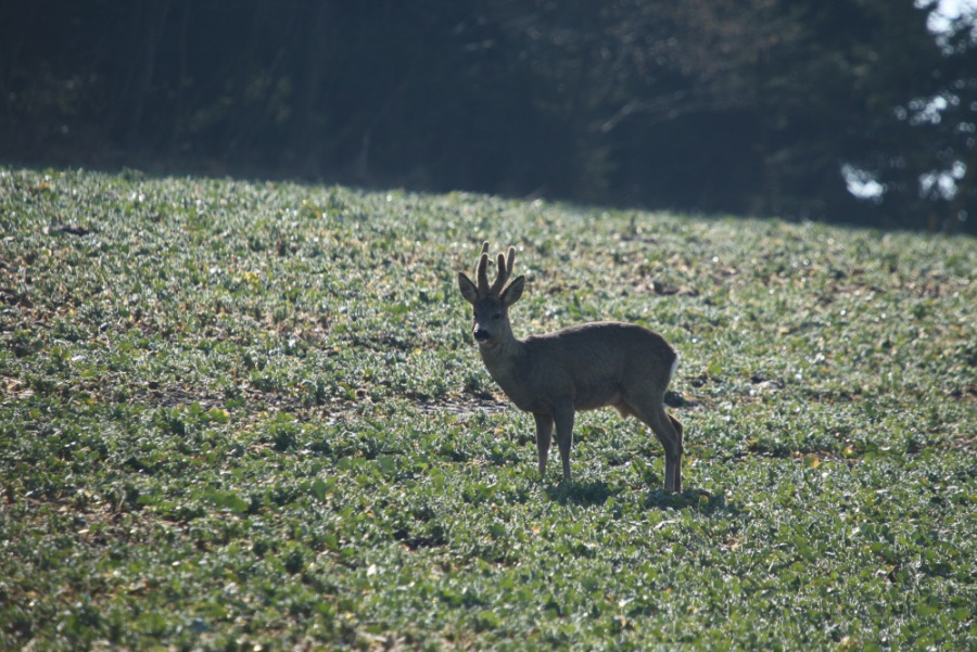 Roe Deer, Roebuck