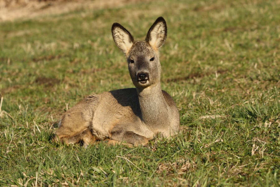 Roe Deer, Roebuck
