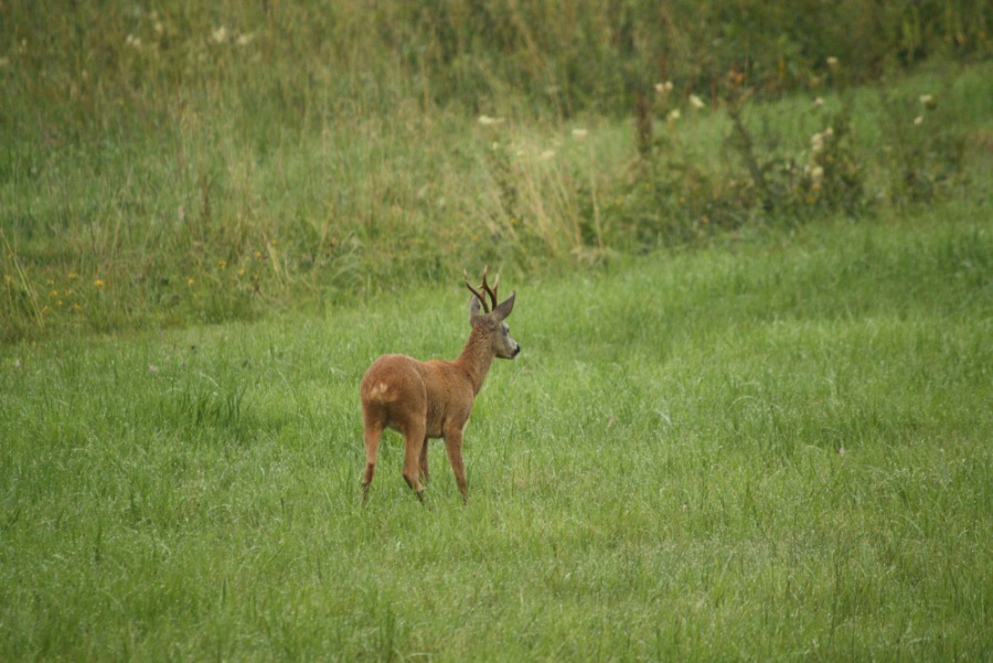 Roe Deer, Roebuck