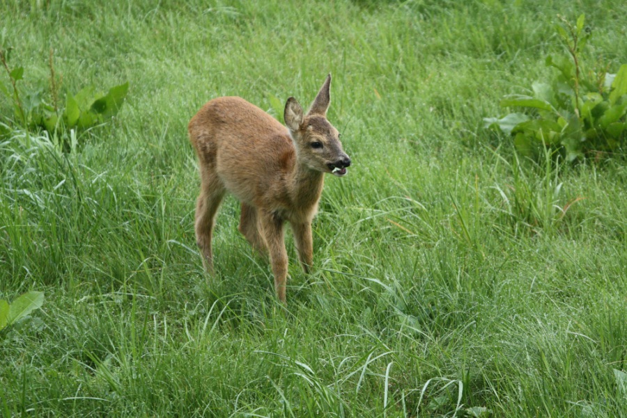 Roe Deer, Roebuck