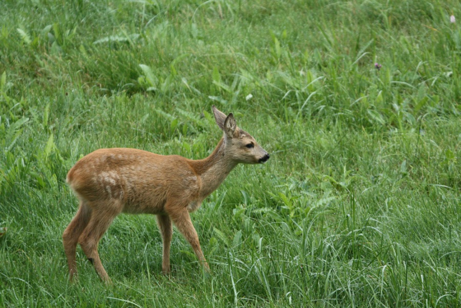 Roe Deer, Roebuck