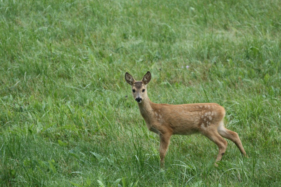 Roe Deer, Roebuck