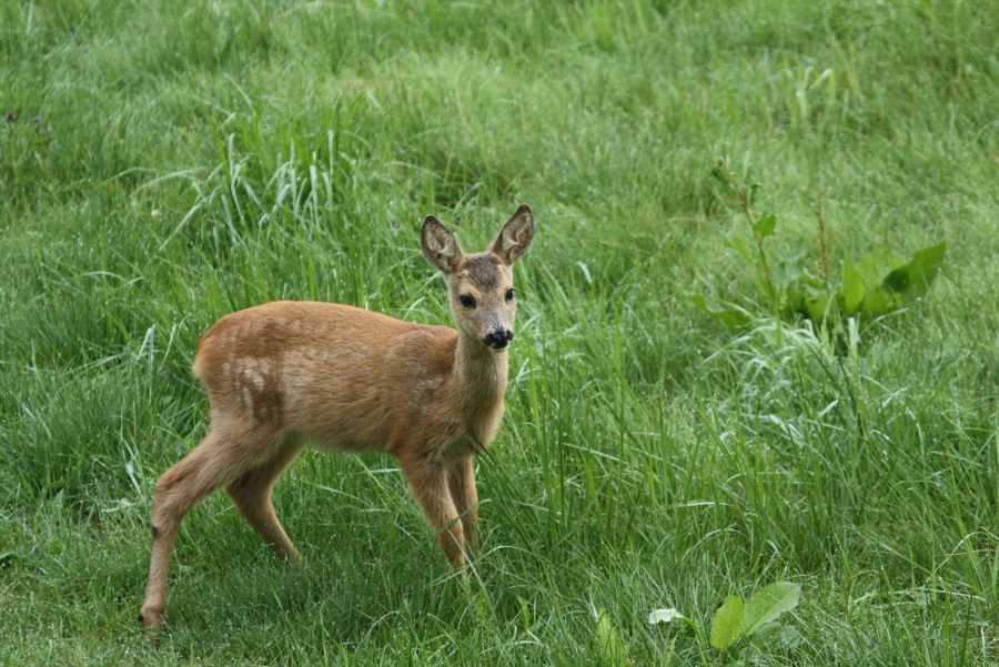 Roe Deer, Roebuck