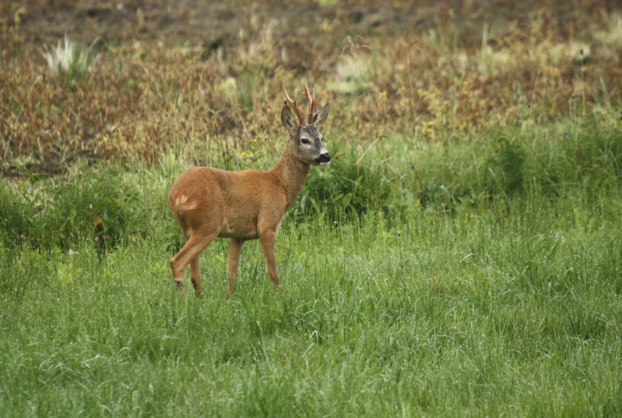 Roe Deer, Roebuck