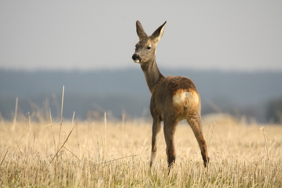 Roe Deer, Roebuck