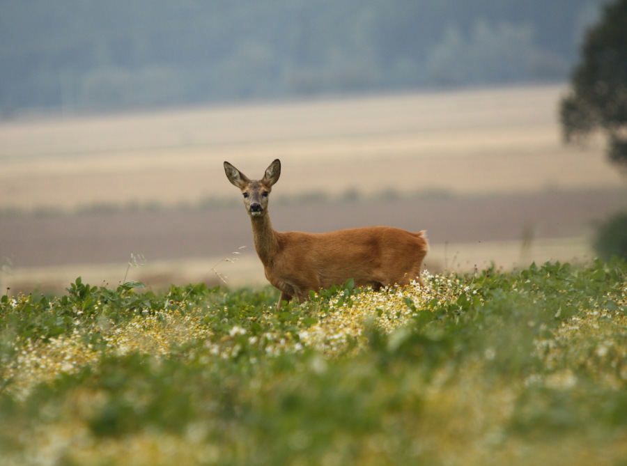 Roe Deer, Roebuck