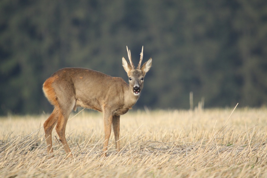 Roe Deer, Roebuck