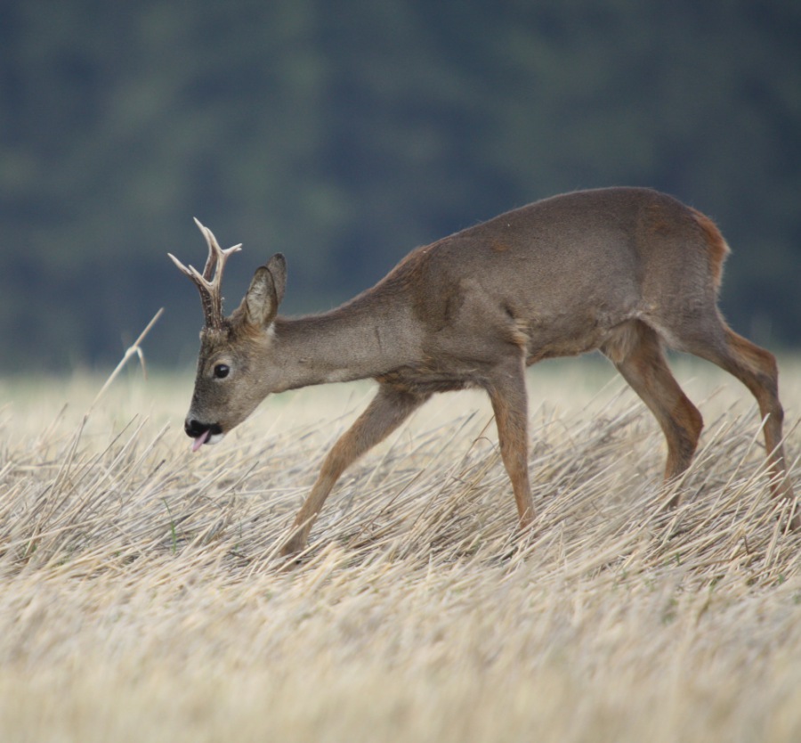 Roe Deer, Roebuck