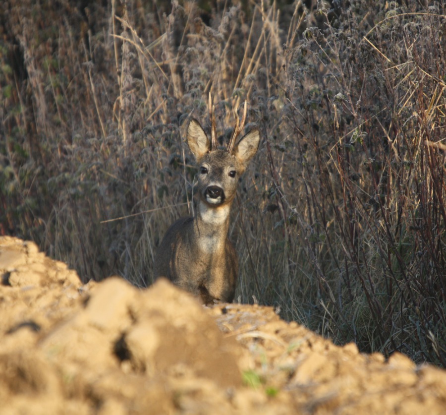 Roe Deer, Roebuck