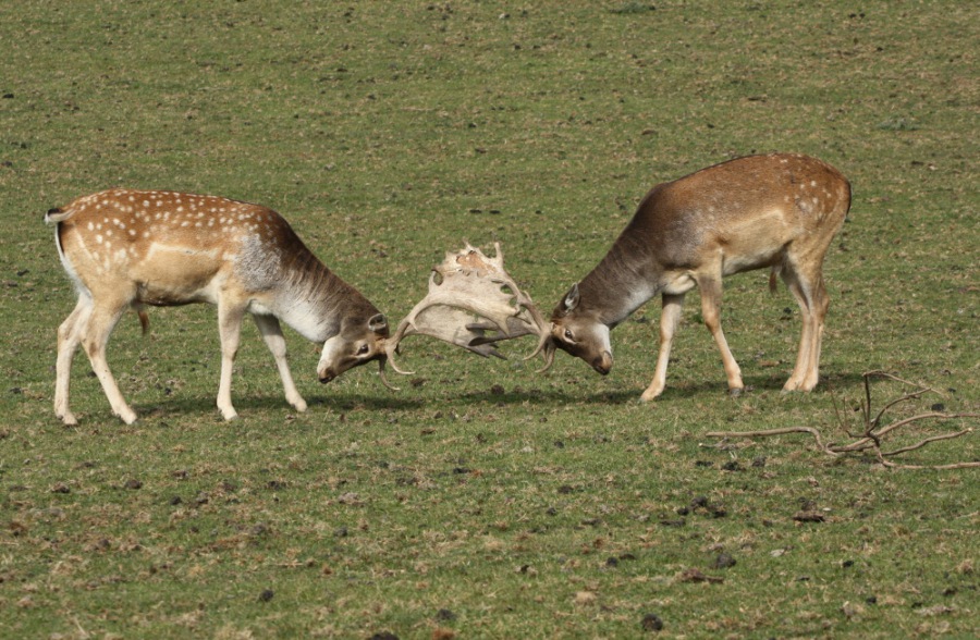 Fallow Deer