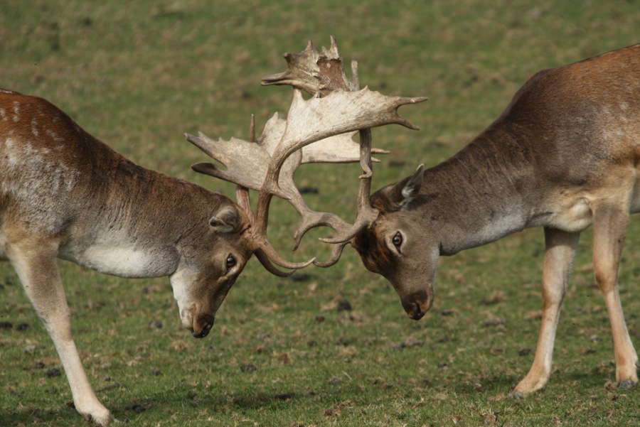 Fallow Deer
