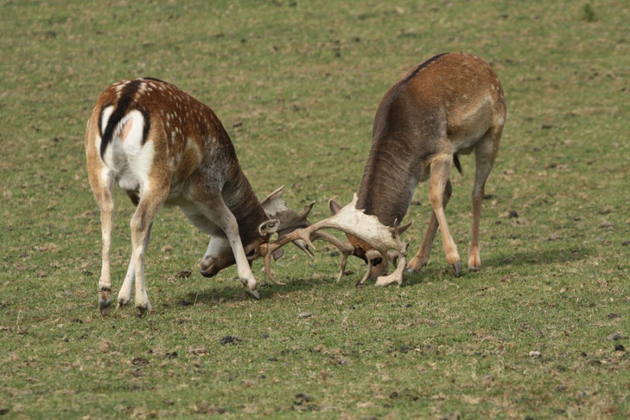 Fallow Deer