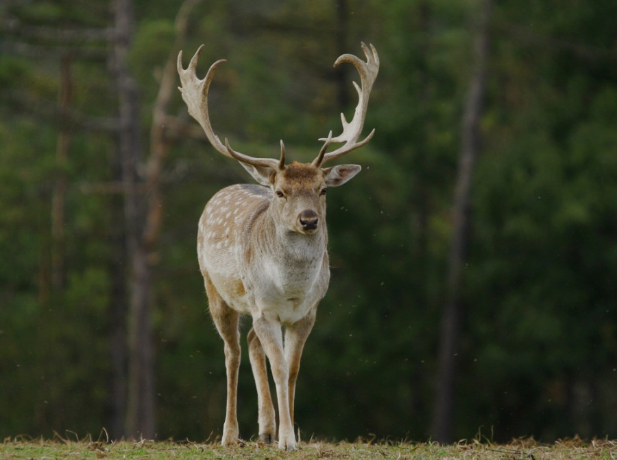 Fallow Deer
