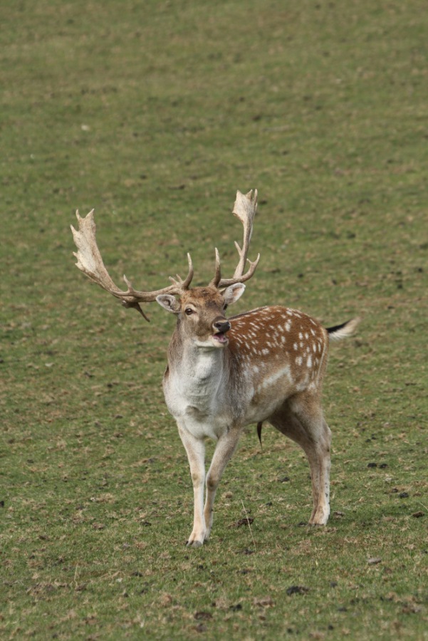 Fallow Deer
