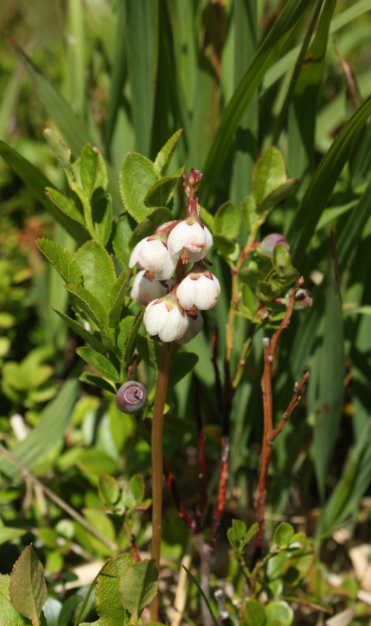 Flower  in Norway 