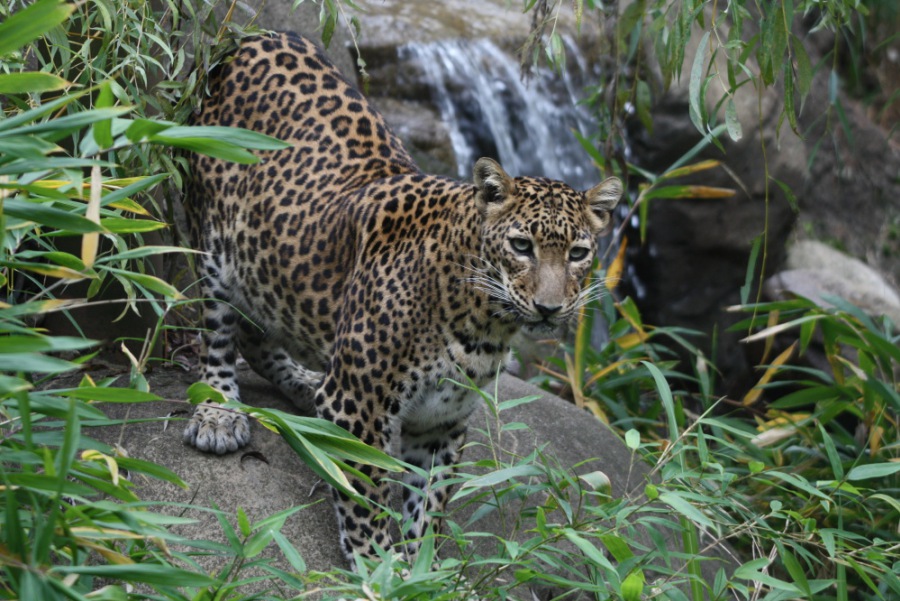 Catamount,leopard