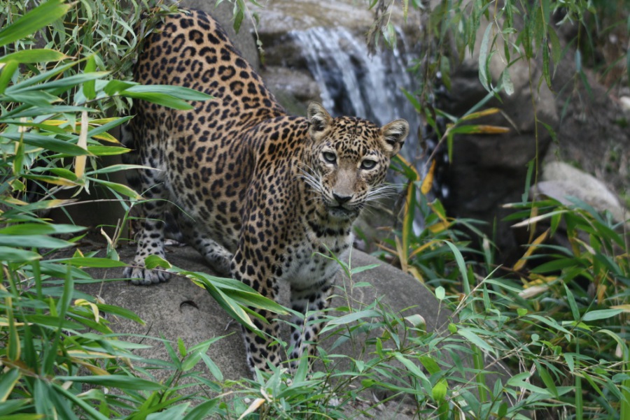 Catamount,leopard
