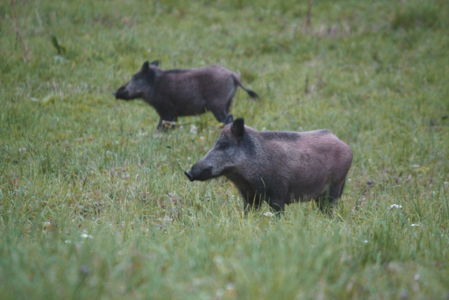 Wild Pig, European Wild Swine
