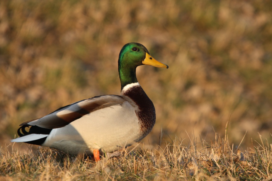 Mallard,Wild Duck