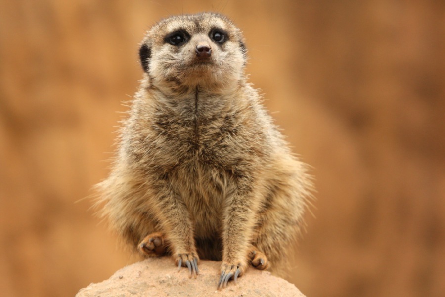 Suricate