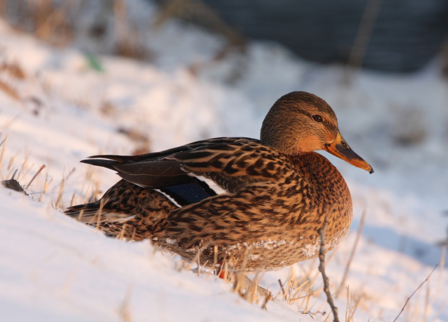 Mallard,Wild Duck