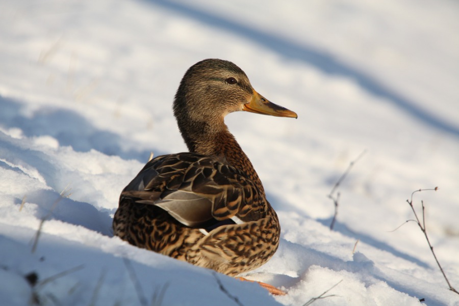 Mallard,Wild Duck