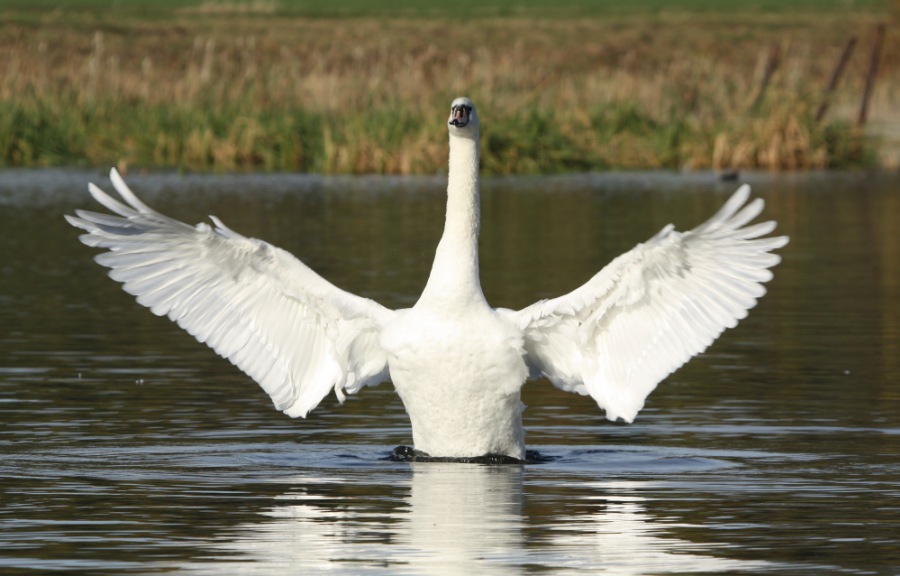 Swan
