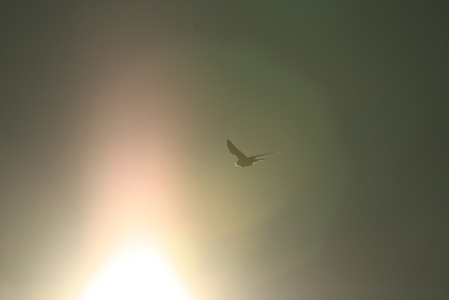 Staniel; Eurasian Kestrel; Common Kestrel