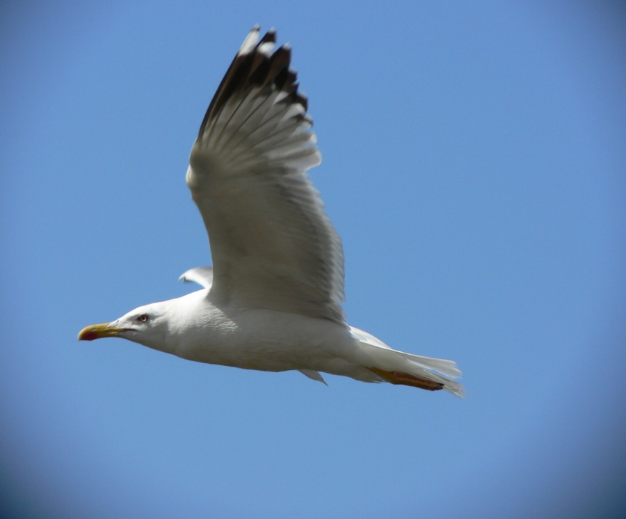 Herring Gull; Common Large Seagull; Common Herring