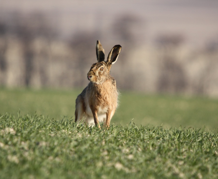 Brown Hare,European Hare,Common Hare 