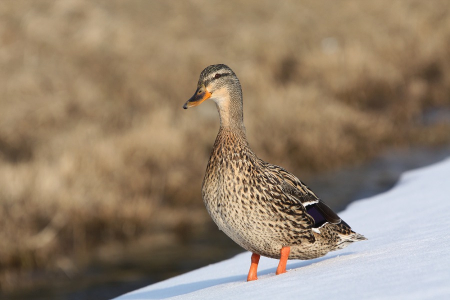 Mallard,Wild Duck
