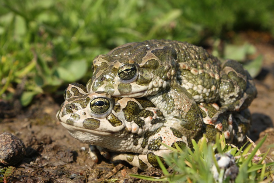 Green Toad  