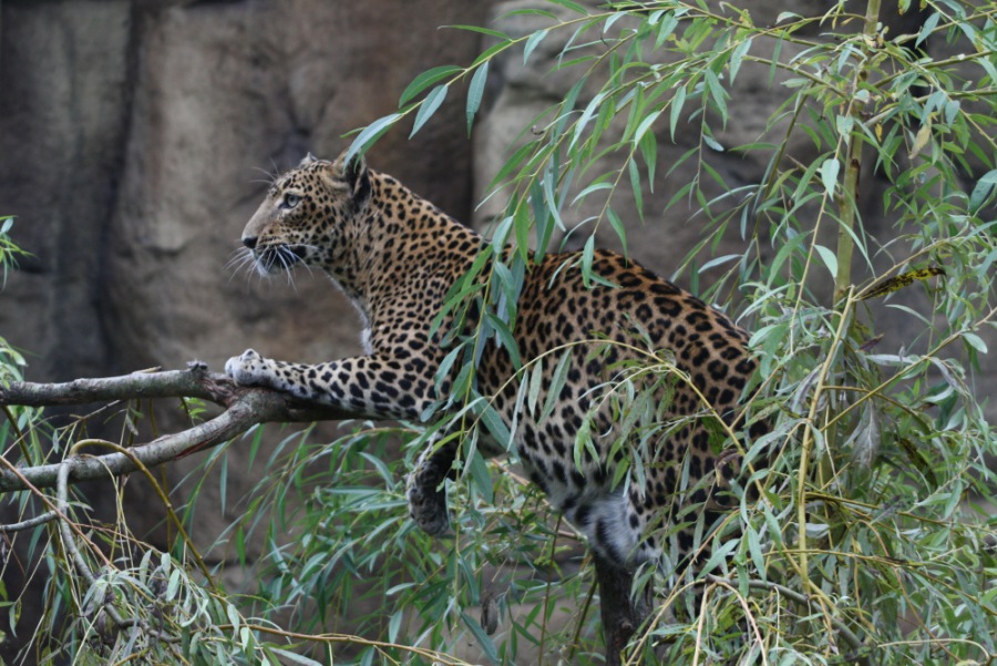 Catamount,Leopard