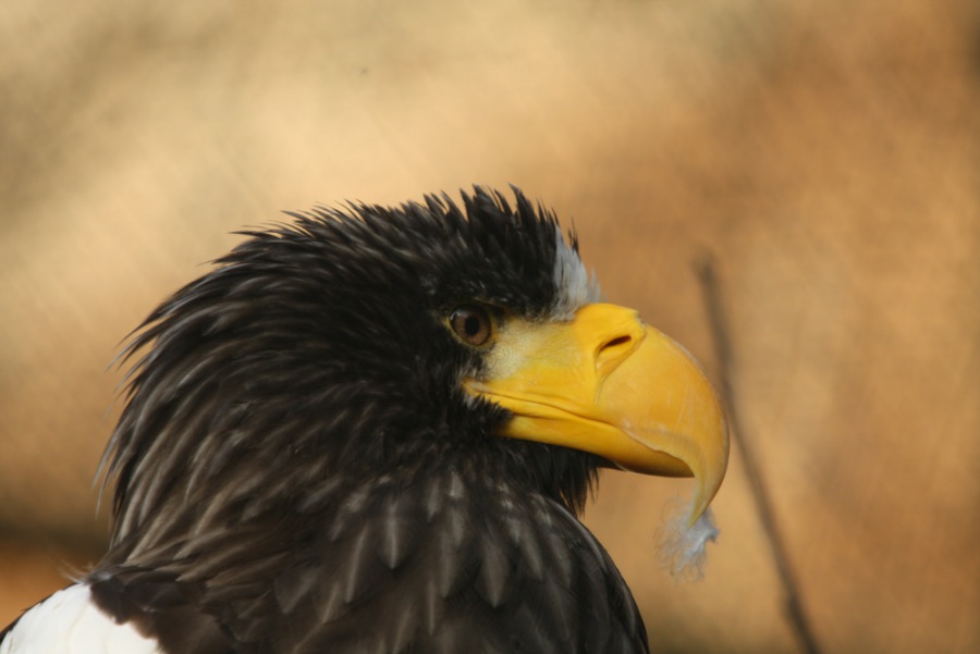 Kamchatkan eagle
