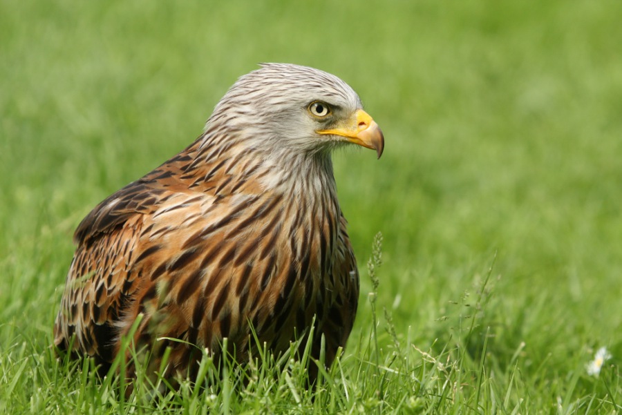 Red Kite  