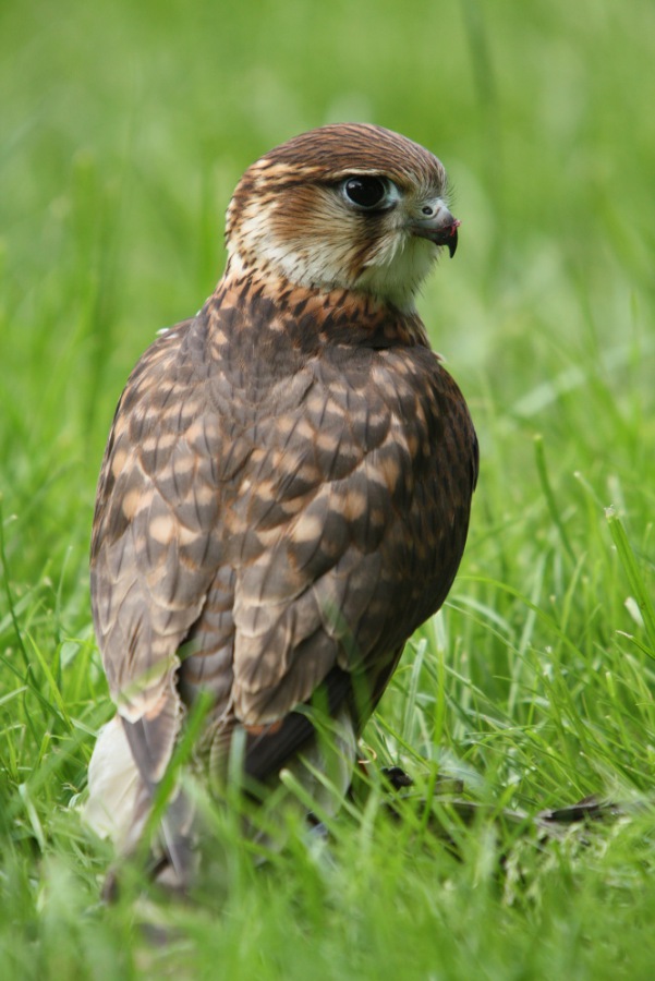 Pigeon Hawk  