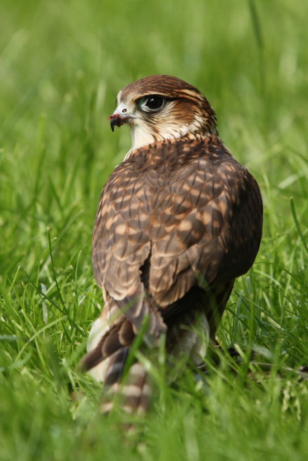 Pigeon Hawk  