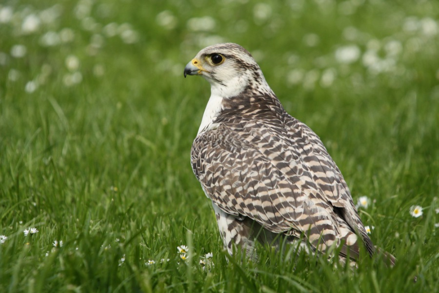 Gerfalcon; Gyrfalcon; Saker falcon; Greenland falc