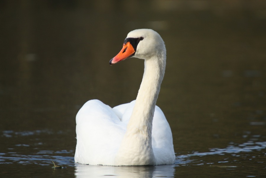 Swan