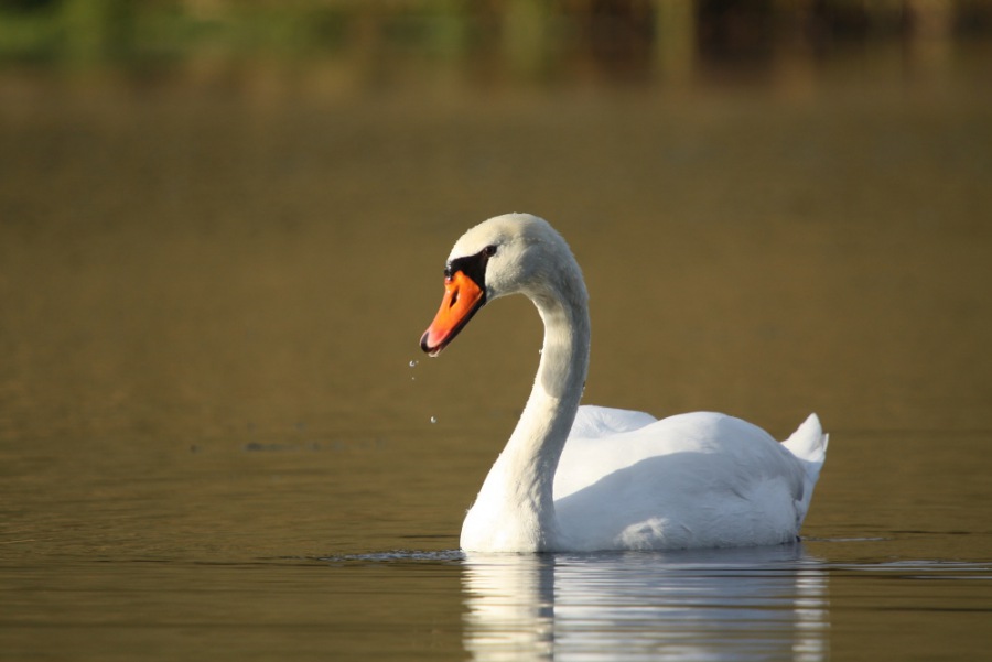 Swan