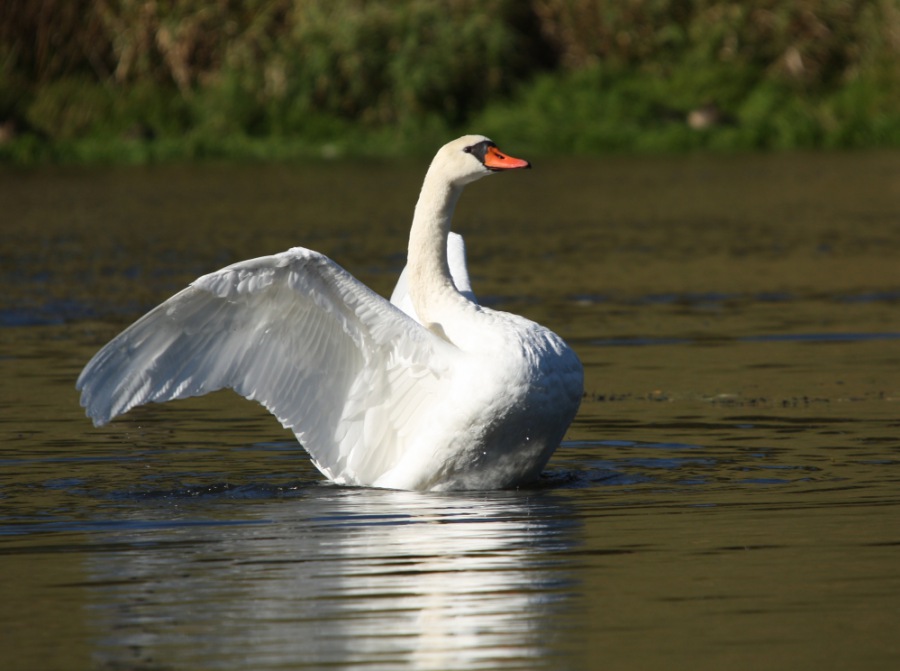 Swan