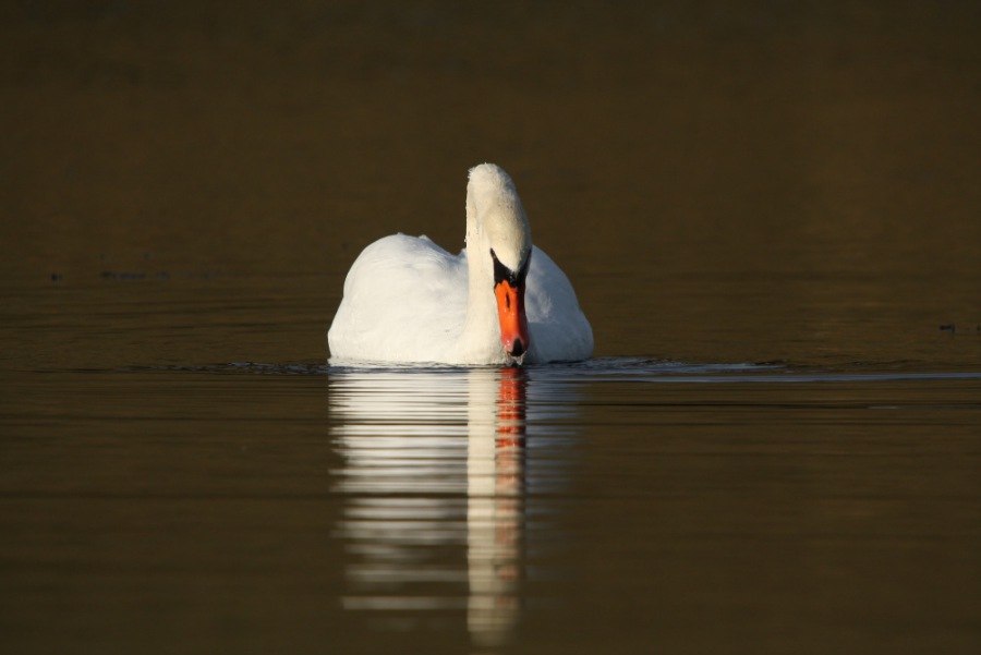 Swan