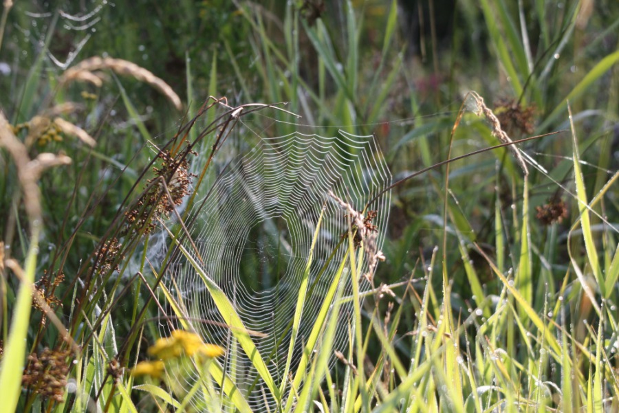 Spider web 