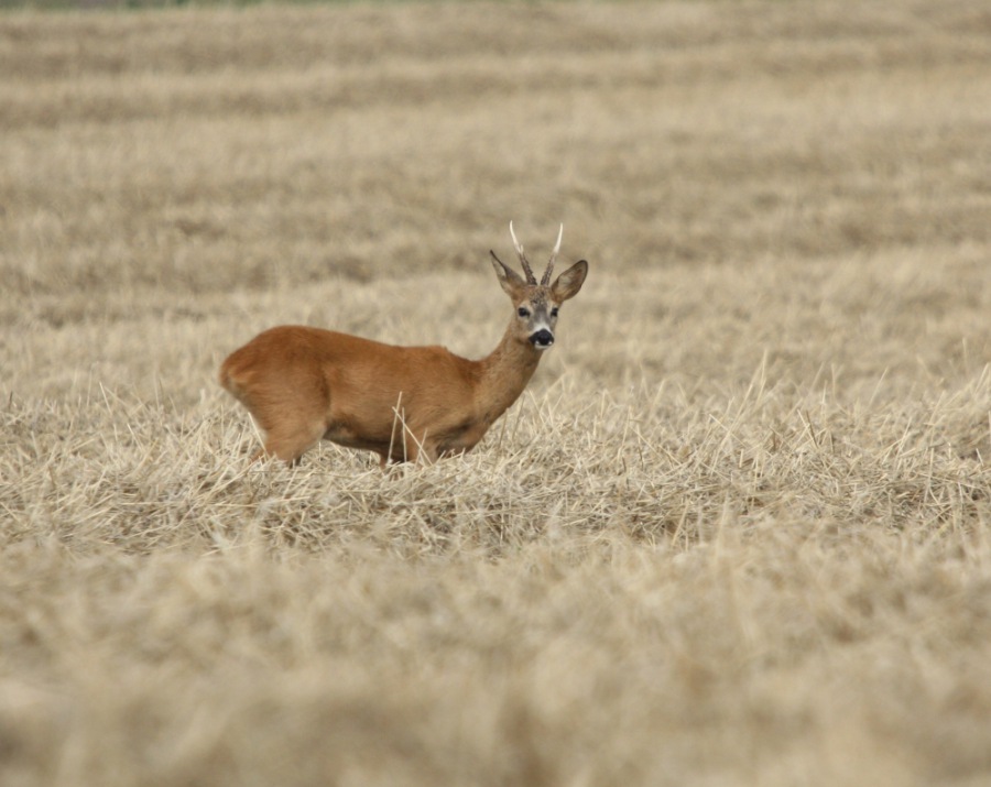 Roe Deer, Roebuck