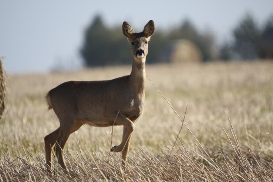 Roe Deer, Roebuck